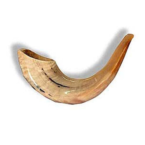 Shofar Kosher Ram's Horn Made In ISRAEL NEW 11