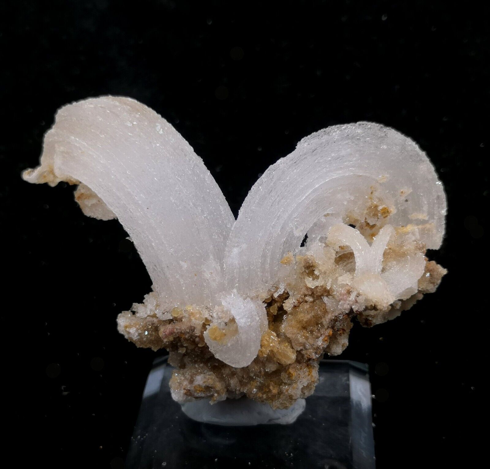 82mm \'Ram\'s Horn\' shape Selenite (Gypsum), Natural Mineral Specimen