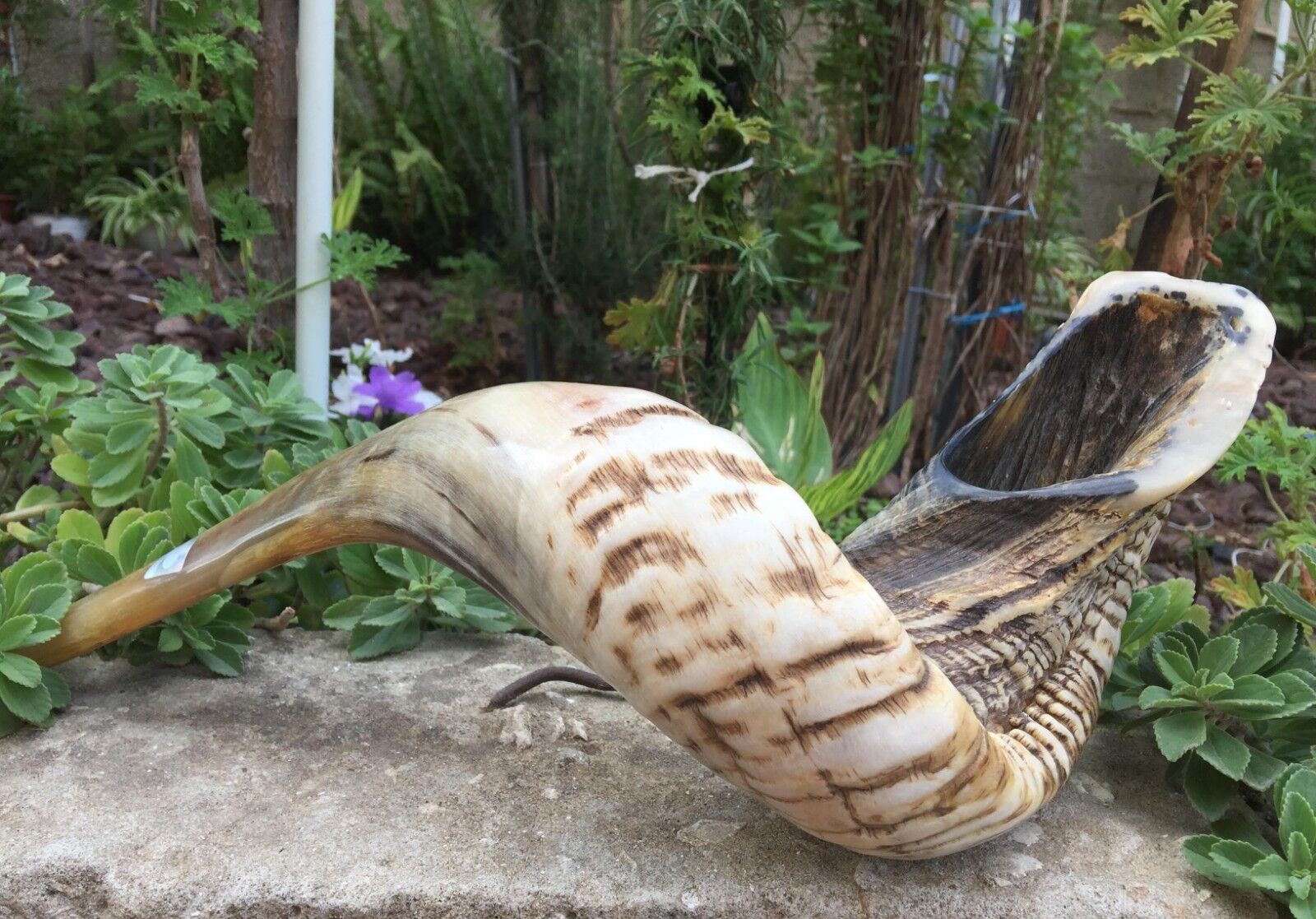 Natural Ram Horn Shofar with Curved Top and Ridges Ship From Israel  