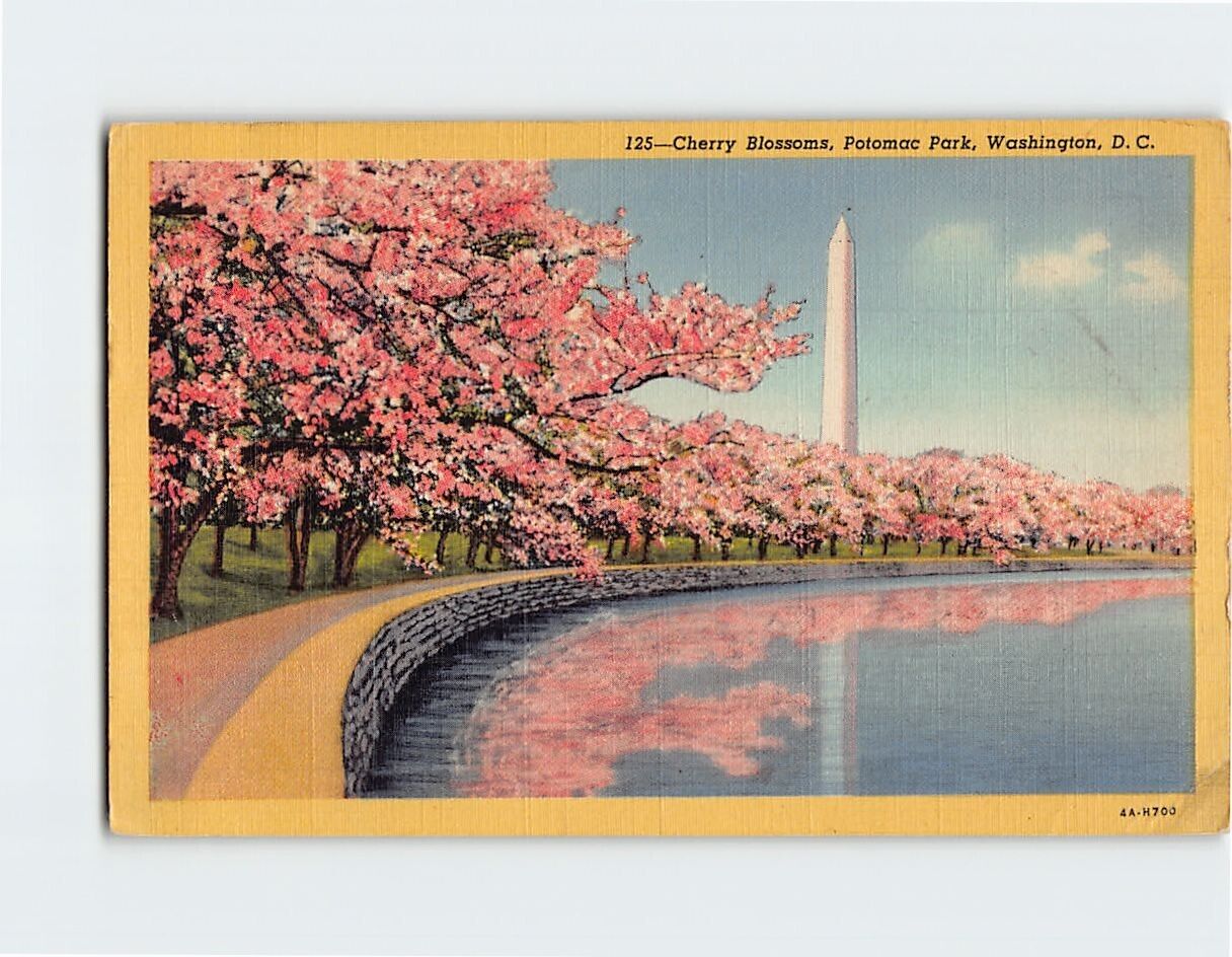 Postcard Cherry Blossoms Potomac Park Washington Monument Washington DC USA