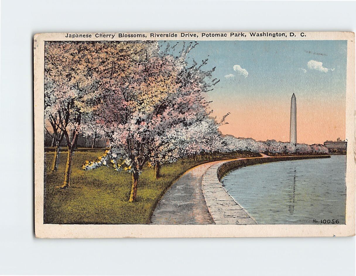 Postcard Cherry Blossoms Potomac Park Washington Monument Washington DC USA